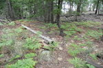recent photo