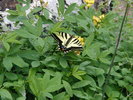photo thumbnail #9