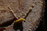 photo thumbnail #4
