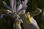 Featured Detail Photo