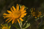 photo thumbnail #12