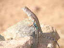 photo thumbnail #11