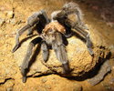 photo thumbnail #6