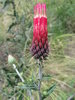 photo thumbnail #3