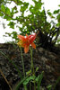 photo thumbnail #11