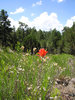 photo thumbnail #10