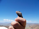 photo thumbnail #9