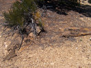 photo thumbnail #12