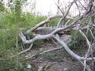 photo thumbnail #15