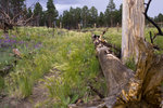 photo thumbnail #4