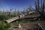 photo thumbnail #15
