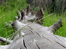 photo thumbnail #5