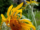 photo thumbnail #6