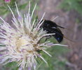 photo thumbnail #10