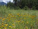 photo thumbnail #8