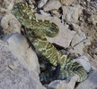 photo thumbnail #5