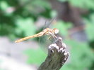 photo thumbnail #5