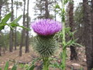 photo thumbnail #12