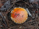 photo thumbnail #3