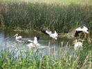 photo thumbnail #12