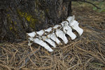 photo thumbnail #5