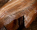 photo thumbnail #15