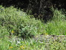 photo thumbnail #9