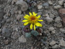 2009-07-30 :2: Humphreys Summit via Dutchman Glade :: hippiepunkpirate