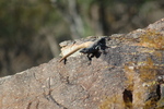 photo thumbnail #4