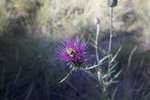 photo thumbnail #15