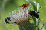 photo thumbnail #9