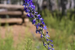 photo thumbnail #14