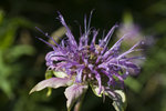 photo thumbnail #15