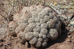photo thumbnail #8