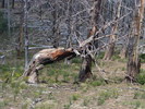 photo thumbnail #6