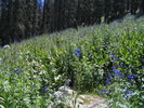 photo thumbnail #12