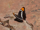 photo thumbnail #6