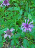 photo thumbnail #15