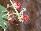 photo thumbnail #2