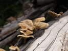 photo thumbnail #11