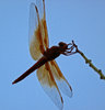 photo thumbnail #11