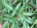 photo thumbnail #13