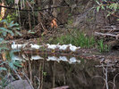 photo thumbnail #14
