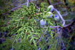 Featured Detail Photo