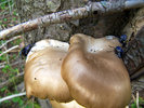 photo thumbnail #12