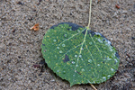 photo thumbnail #12