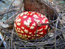 photo thumbnail #4