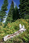photo thumbnail #4