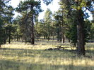 photo thumbnail #12