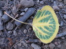 photo thumbnail #1